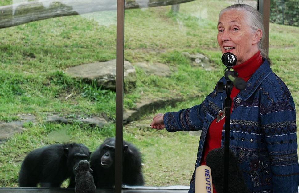 A murit Jane Goodall, cercetătoarea care a schimbat pentru totdeauna felul în care înțelegem animalele 1011614