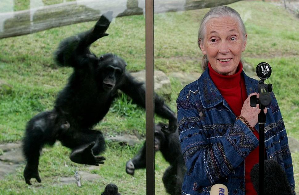 A murit Jane Goodall, cercetătoarea care a schimbat pentru totdeauna felul în care înțelegem animalele 1011615