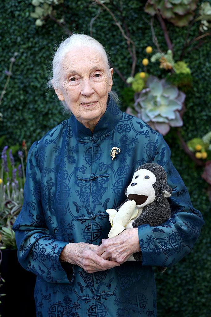 A murit Jane Goodall, cercetătoarea care a schimbat pentru totdeauna felul în care înțelegem animalele 1011618