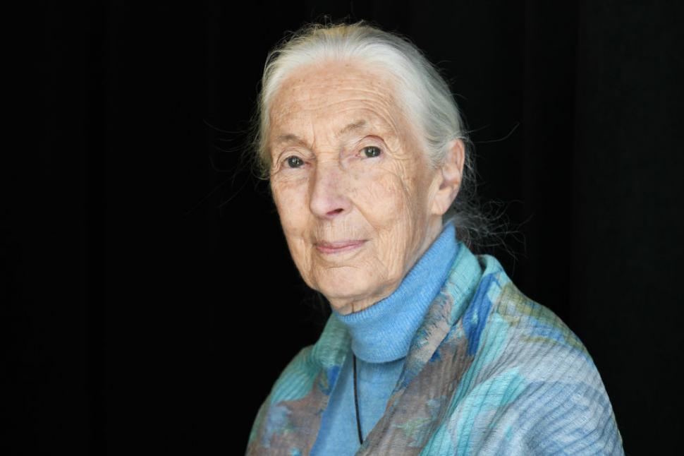 A murit Jane Goodall, cercetătoarea care a schimbat pentru totdeauna felul în care înțelegem animalele 1011620