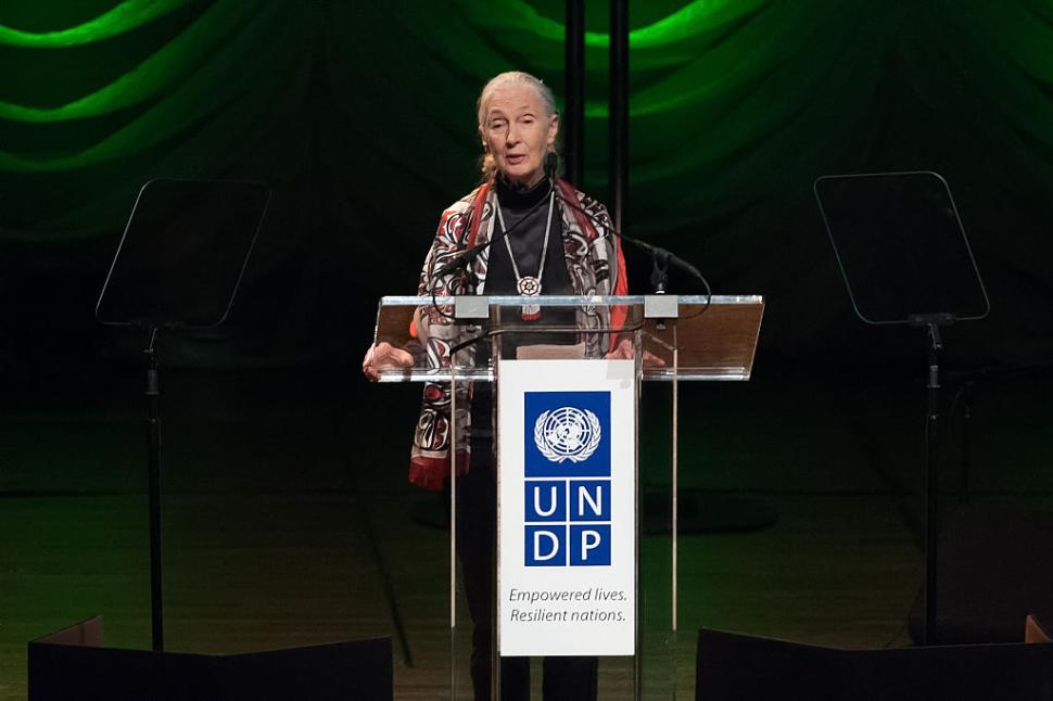 A murit Jane Goodall, cercetătoarea care a schimbat pentru totdeauna felul în care înțelegem animalele 1011621