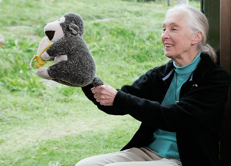 A murit Jane Goodall, cercetătoarea care a schimbat pentru totdeauna felul în care înțelegem animalele 1011622