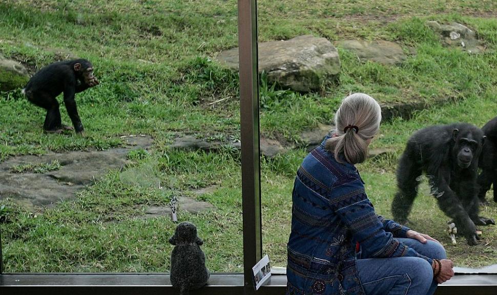 A murit Jane Goodall, cercetătoarea care a schimbat pentru totdeauna felul în care înțelegem animalele 1011624