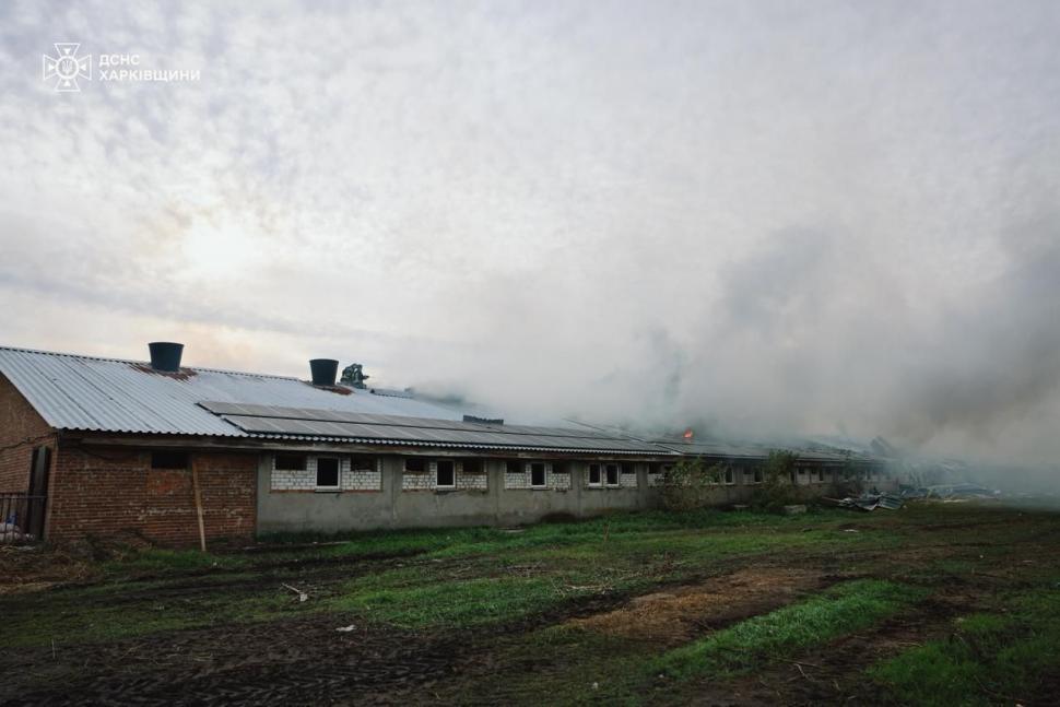 Rușii au ucis 13 mii de animale în Ucraina, într-un atac cu dronă asupra unei ferme de porci 1012155