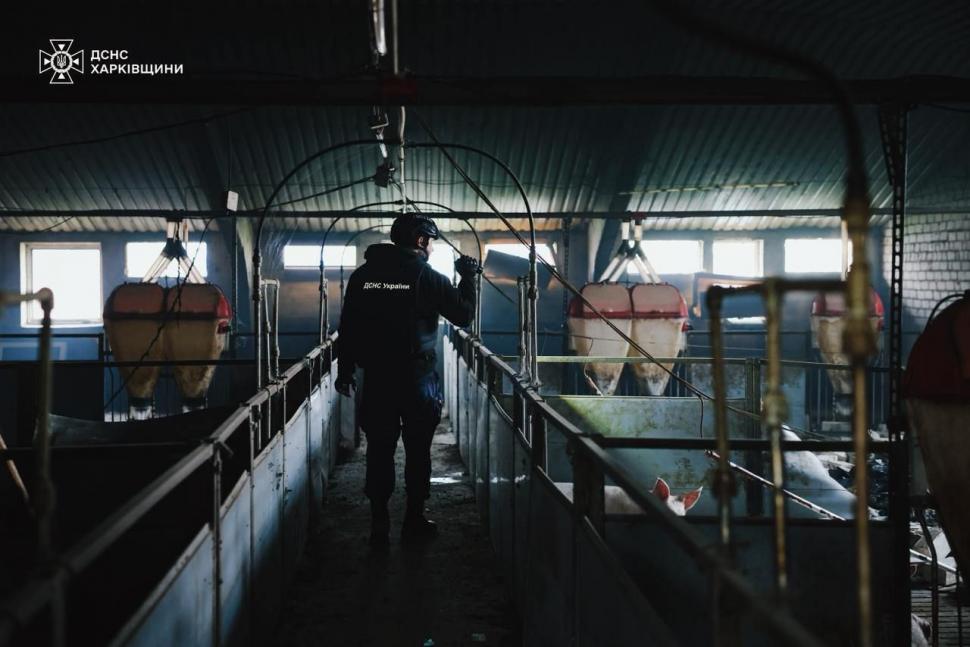 Rușii au ucis 13 mii de animale în Ucraina, într-un atac cu dronă asupra unei ferme de porci 1012157