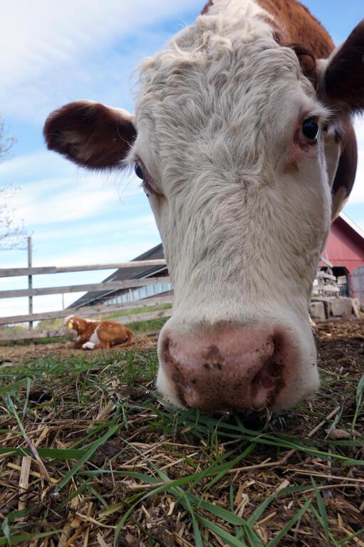 „Cea mai luxoasă închisoare din lume” este în Europa: Pe „Insula Diavolului”, fiecare deținut are o casă, poate pescui și juca tenis 1012669