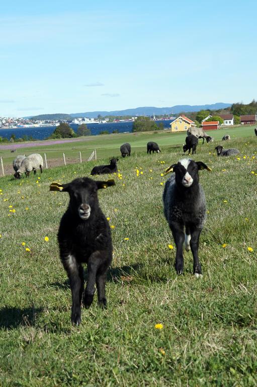 „Cea mai luxoasă închisoare din lume” este în Europa: Pe „Insula Diavolului”, fiecare deținut are o casă, poate pescui și juca tenis 1012680