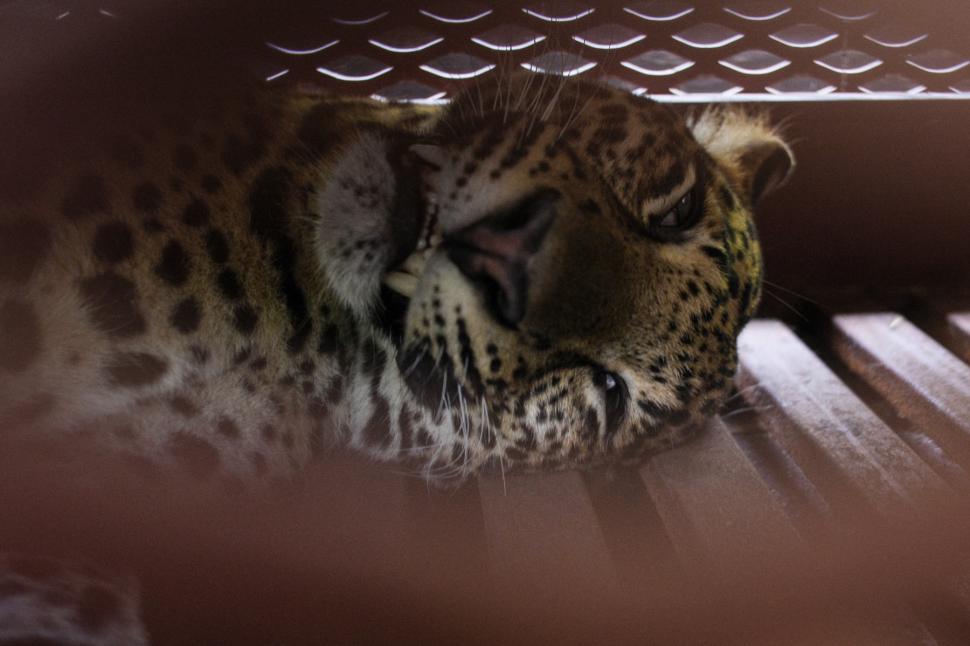 Turiștii care s-au întâlnit cu leopardul în hotel: Felina rătăcea pe holurile unei unități de cazare din Indonezia 1012623