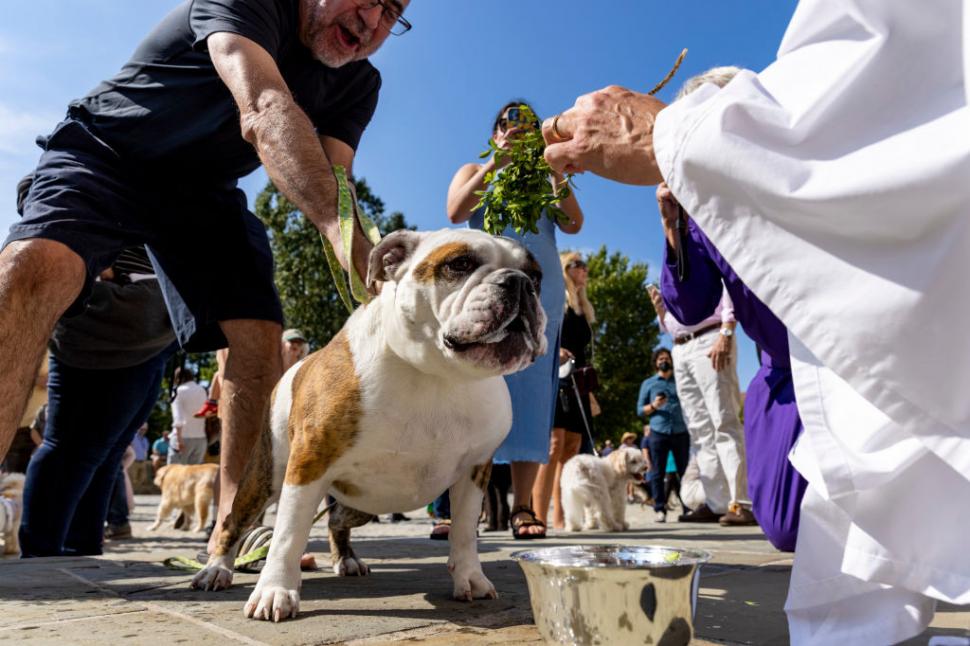 Câini, pisici, păsări și....o tarantulă au fost binecuvântate la Catedrala Națională din Washington. Tradiția are loc în toată lumea 1012981