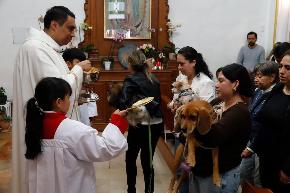 Câini, pisici, păsări și....o tarantulă au fost binecuvântate la Catedrala Națională din Washington. Tradiția are loc în toată lumea 1012991