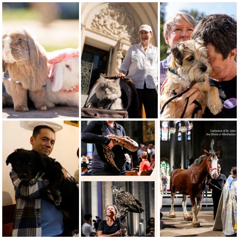 Câini, pisici, păsări și....o tarantulă au fost binecuvântate la Catedrala Națională din Washington. Tradiția are loc în toată lumea 1012999