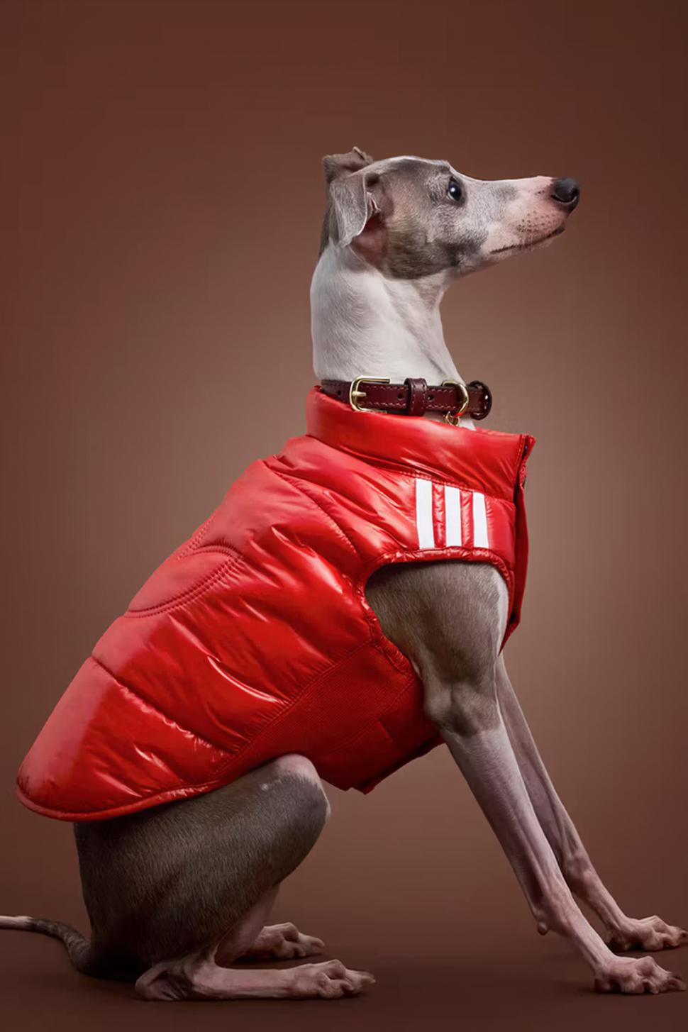 Adidas a lansat o colecție de haine sport pentru câini și pisici: Imagini inedite cu animale de companie adorabile îmbrăcate în trening 1013404