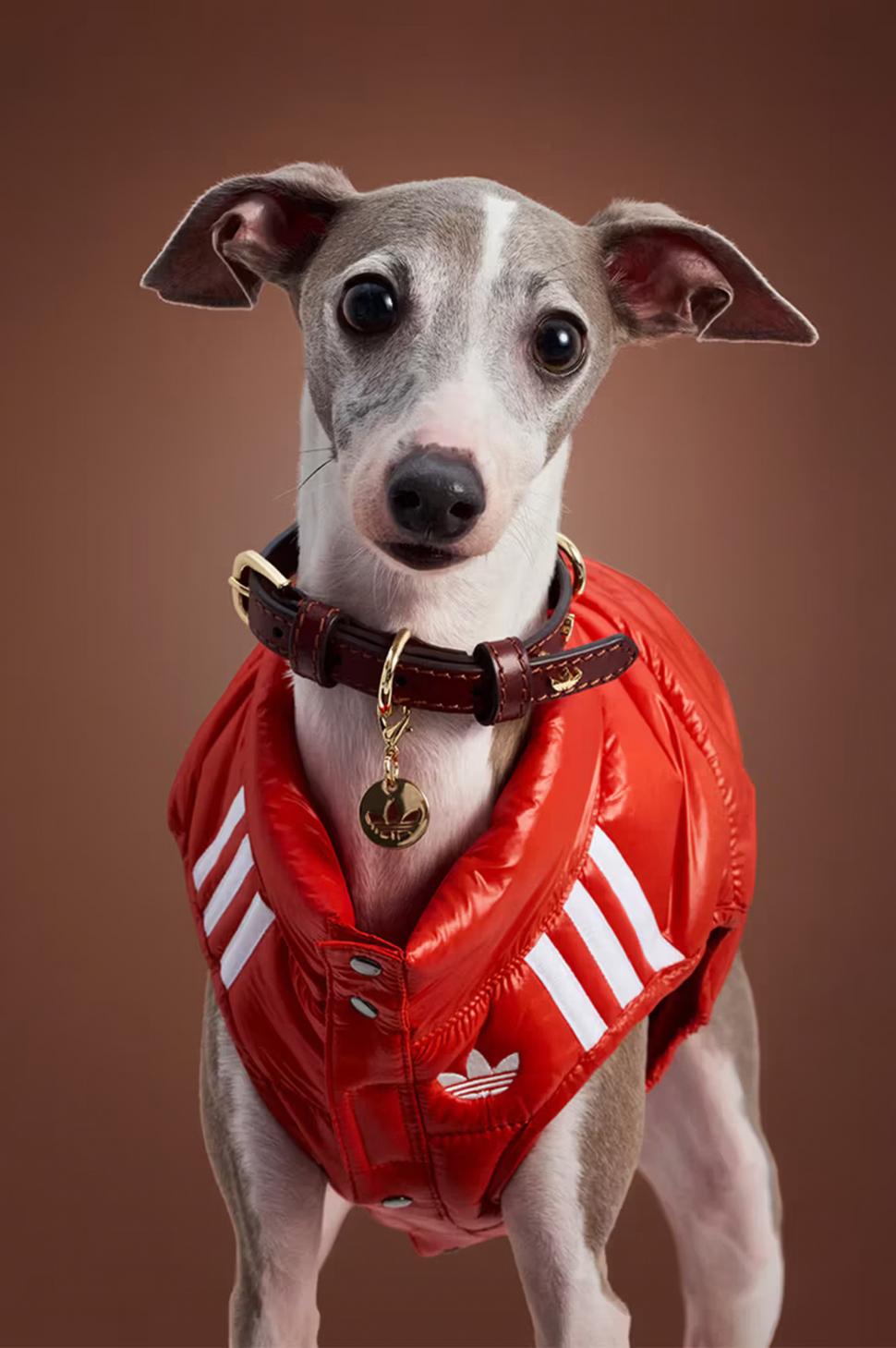 Adidas a lansat o colecție de haine sport pentru câini și pisici: Imagini inedite cu animale de companie adorabile îmbrăcate în trening 1013405