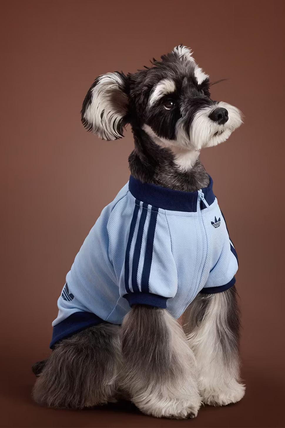 Adidas a lansat o colecție de haine sport pentru câini și pisici: Imagini inedite cu animale de companie adorabile îmbrăcate în trening 1013406