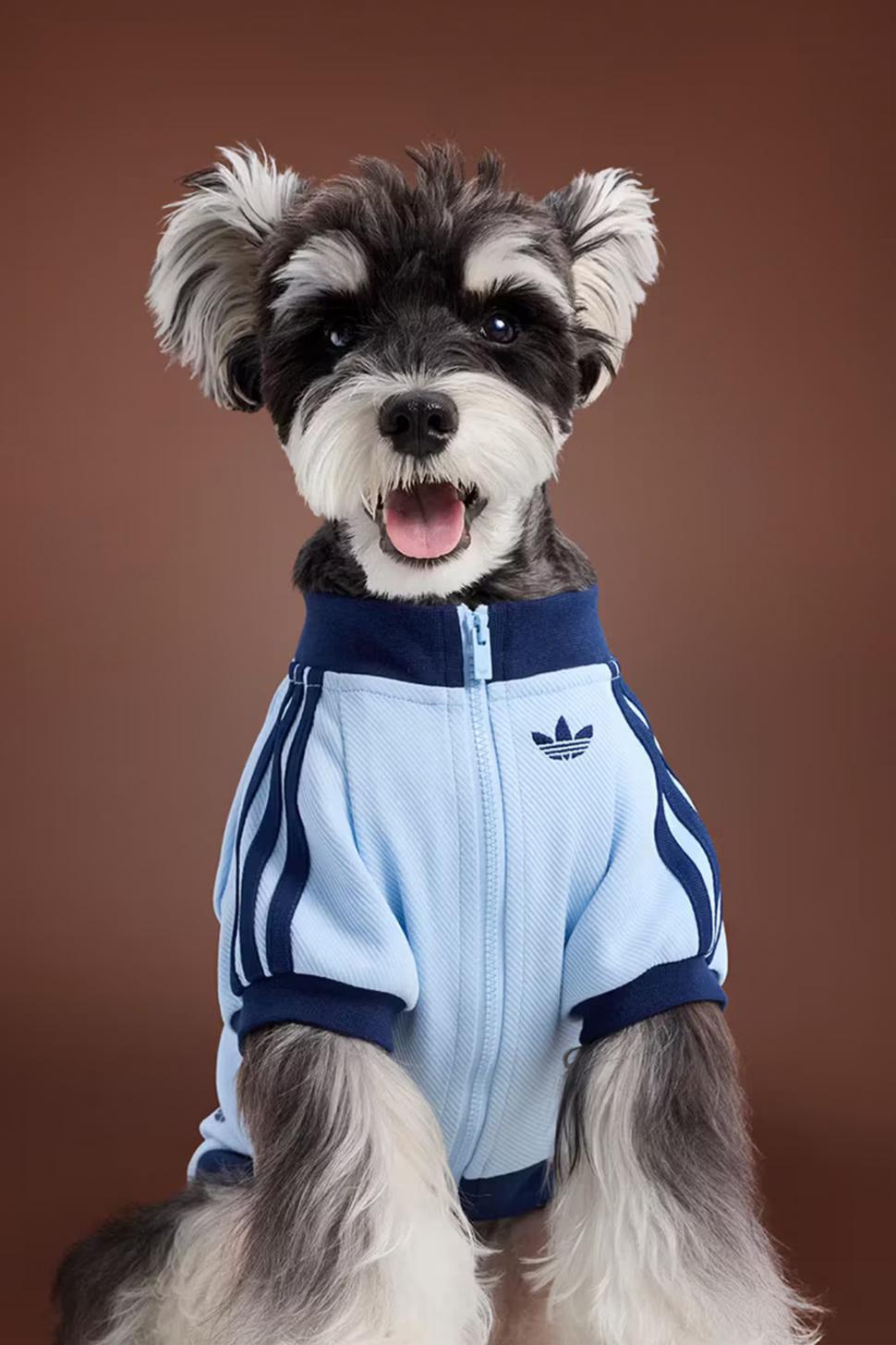 Adidas a lansat o colecție de haine sport pentru câini și pisici: Imagini inedite cu animale de companie adorabile îmbrăcate în trening 1013407