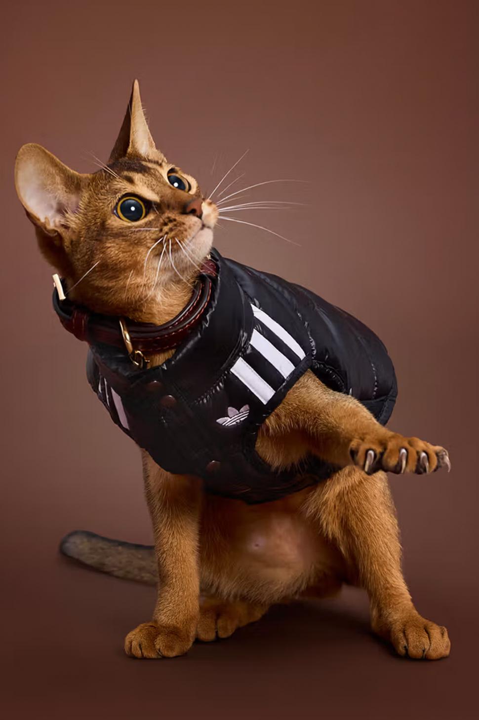 Adidas a lansat o colecție de haine sport pentru câini și pisici: Imagini inedite cu animale de companie adorabile îmbrăcate în trening 1013410