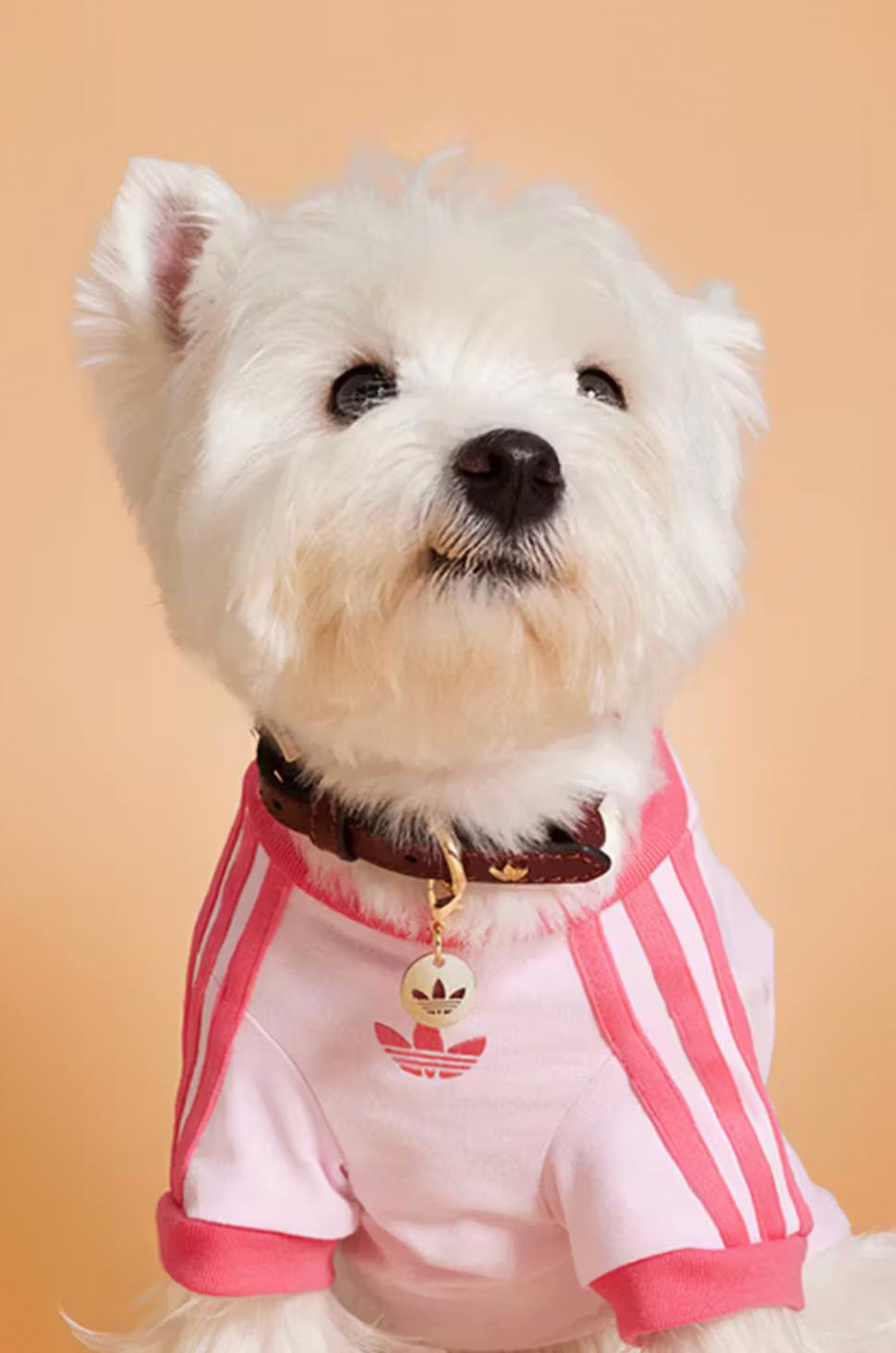 Adidas a lansat o colecție de haine sport pentru câini și pisici: Imagini inedite cu animale de companie adorabile îmbrăcate în trening 1013411