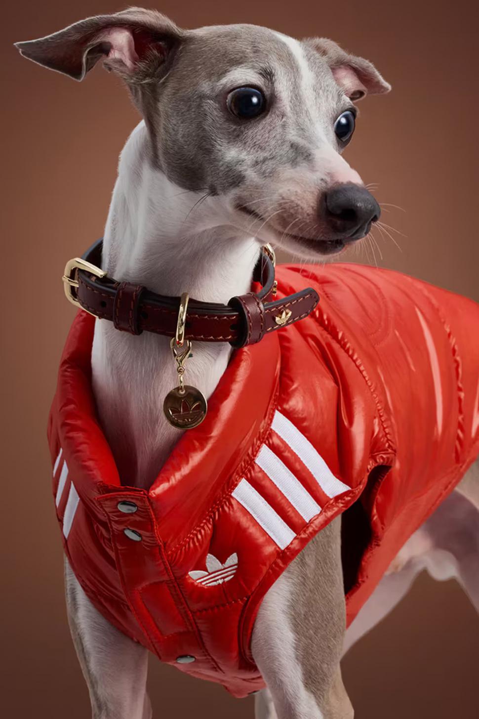 Adidas a lansat o colecție de haine sport pentru câini și pisici: Imagini inedite cu animale de companie adorabile îmbrăcate în trening 1013412