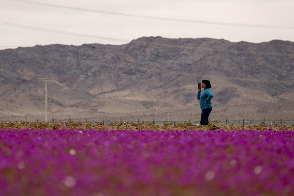 Floarea care a colorat în roz cel mai arid deșert din lume poate fi cheia culturilor imune la secetă: „Pata de guanaco” e unică în lume 1013377