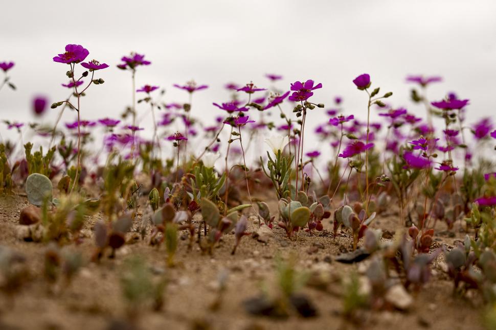 Floarea care a colorat în roz cel mai arid deșert din lume poate fi cheia culturilor imune la secetă: „Pata de guanaco” e unică în lume 1013379