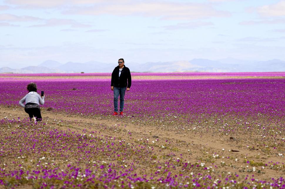 Floarea care a colorat în roz cel mai arid deșert din lume poate fi cheia culturilor imune la secetă: „Pata de guanaco” e unică în lume 1013380