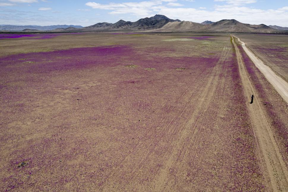 Floarea care a colorat în roz cel mai arid deșert din lume poate fi cheia culturilor imune la secetă: „Pata de guanaco” e unică în lume 1013381