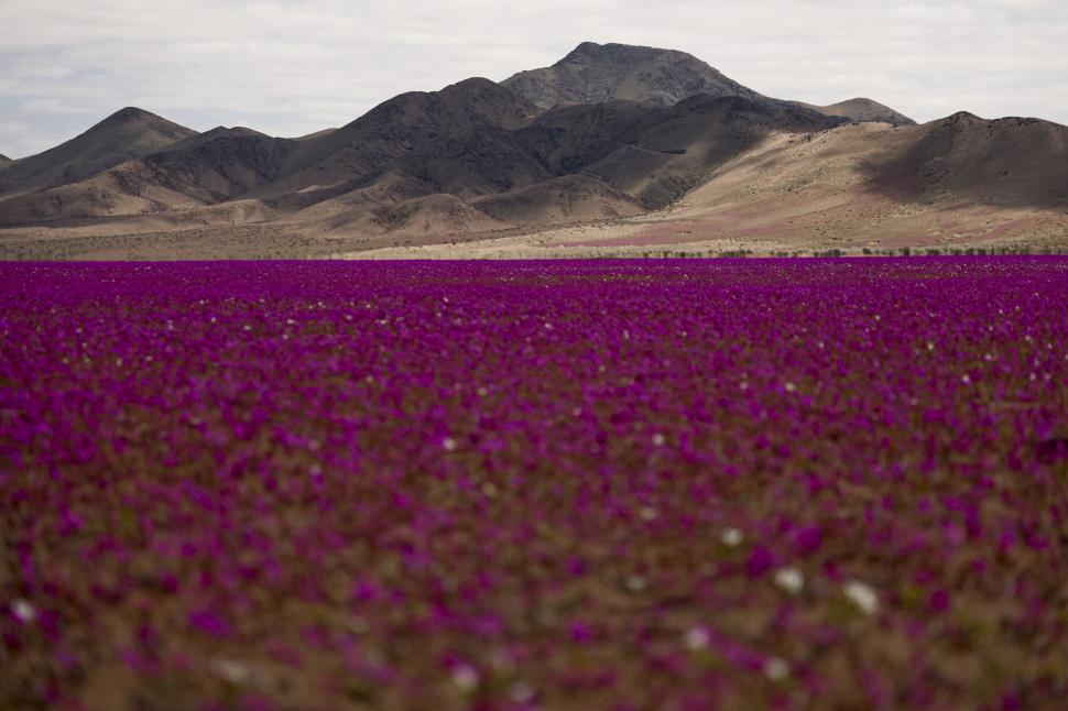Floarea care a colorat în roz cel mai arid deșert din lume poate fi cheia culturilor imune la secetă: „Pata de guanaco” e unică în lume 1013382