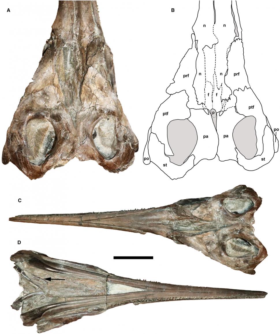 O specie nouă din vremea dinozaurilor a fost descoperită pe Coasta Jurasicului: „Dragonul sabie” ar putea rezolva un mister evolutiv 1013896