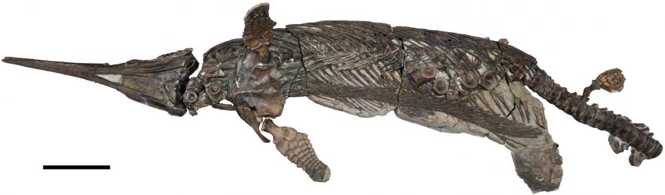 O specie nouă din vremea dinozaurilor a fost descoperită pe Coasta Jurasicului: „Dragonul sabie” ar putea rezolva un mister evolutiv 1013897