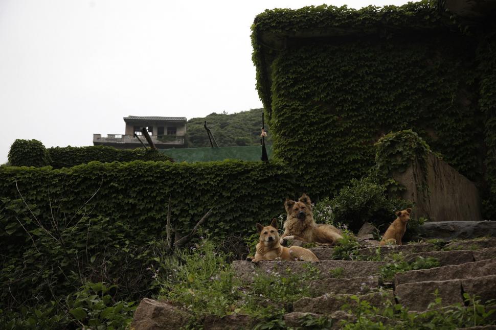 Satul abandonat care a fost complet înghițit de natură. Ce s-a întâmplat după ce au apărut primele imagini cu el 1014066