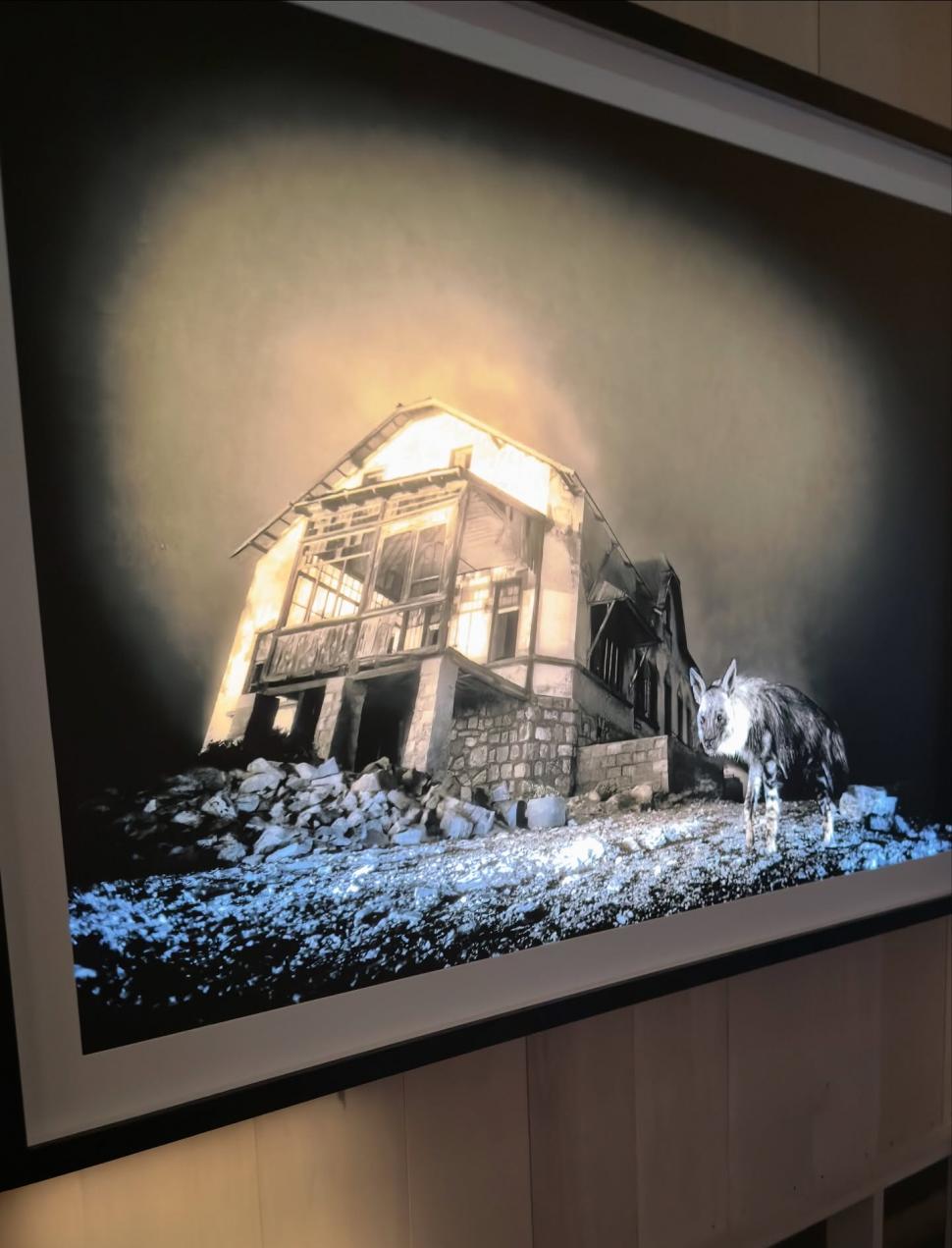 Într-un oraş-fantomă al diamantelor a fost surprinsă o hienă dintr-o specie rară alături de puiul ei. Fotograful a fost premiat 1015535