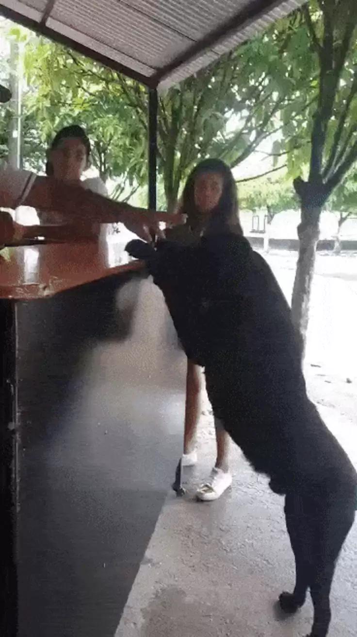 Un cățel încearcă să își cumpere biscuiți cu o frunză, după ce i-a văzut pe copii plătind cu bani. Negro a ajuns celebru în toată lumea 1015060