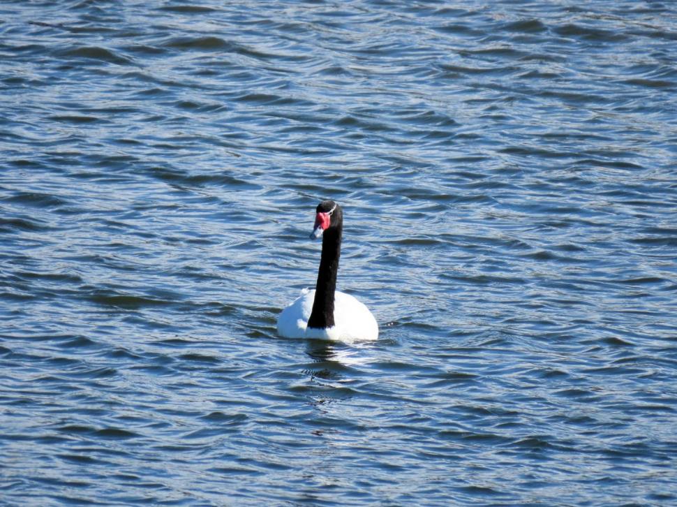 Imagini cu singura lebădă cu gât negru din România. Poate fi admirată pe râul Olt, în Râmnicu Vâlcea 1016125