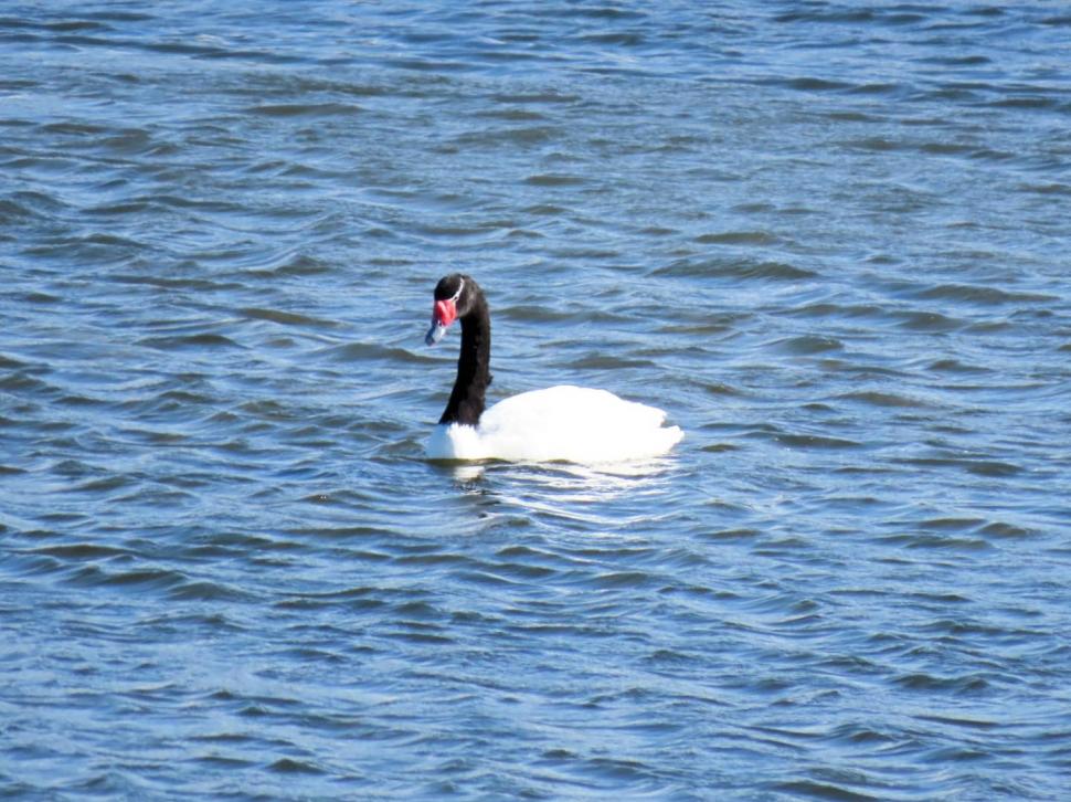 Imagini cu singura lebădă cu gât negru din România. Poate fi admirată pe râul Olt, în Râmnicu Vâlcea 1016126
