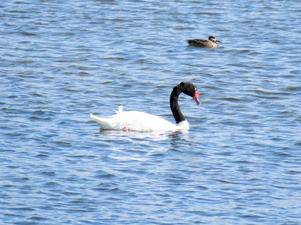 Imagini cu singura lebădă cu gât negru din România. Poate fi admirată pe râul Olt, în Râmnicu Vâlcea 1016127