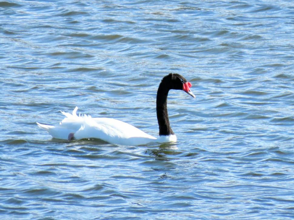 Imagini cu singura lebădă cu gât negru din România. Poate fi admirată pe râul Olt, în Râmnicu Vâlcea 1016128