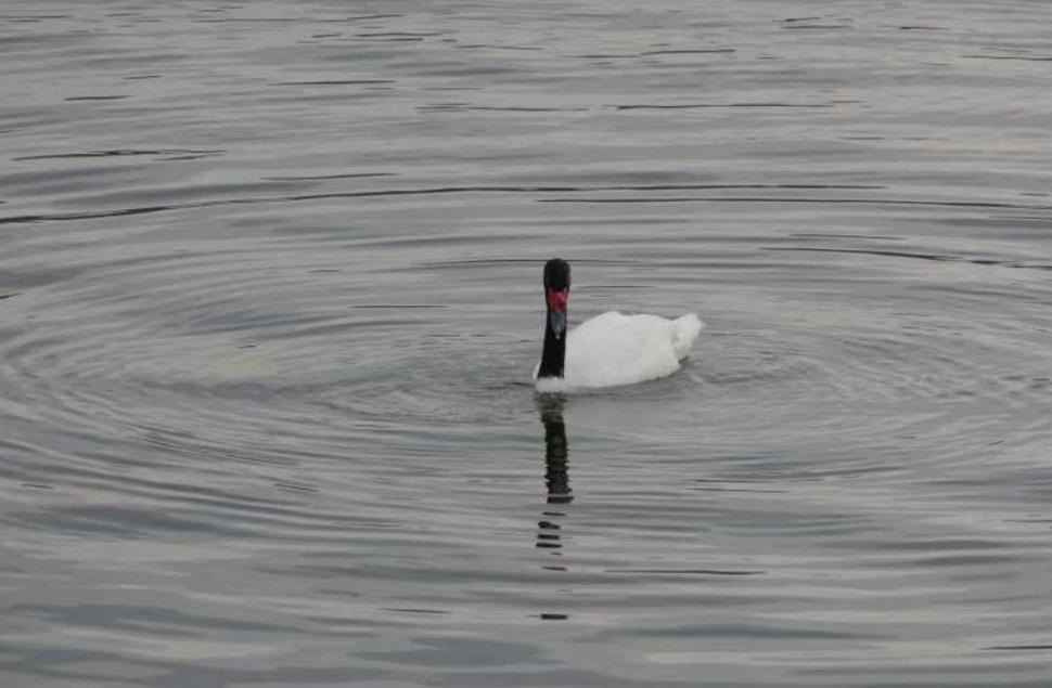 Imagini cu singura lebădă cu gât negru din România. Poate fi admirată pe râul Olt, în Râmnicu Vâlcea 1016131