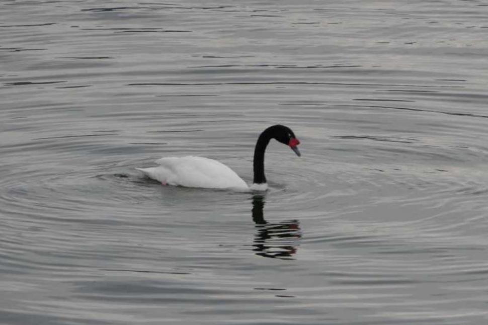 Imagini cu singura lebădă cu gât negru din România. Poate fi admirată pe râul Olt, în Râmnicu Vâlcea 1016132