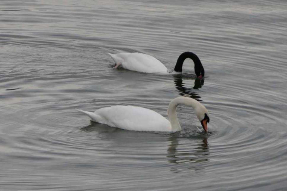 Imagini cu singura lebădă cu gât negru din România. Poate fi admirată pe râul Olt, în Râmnicu Vâlcea 1016133