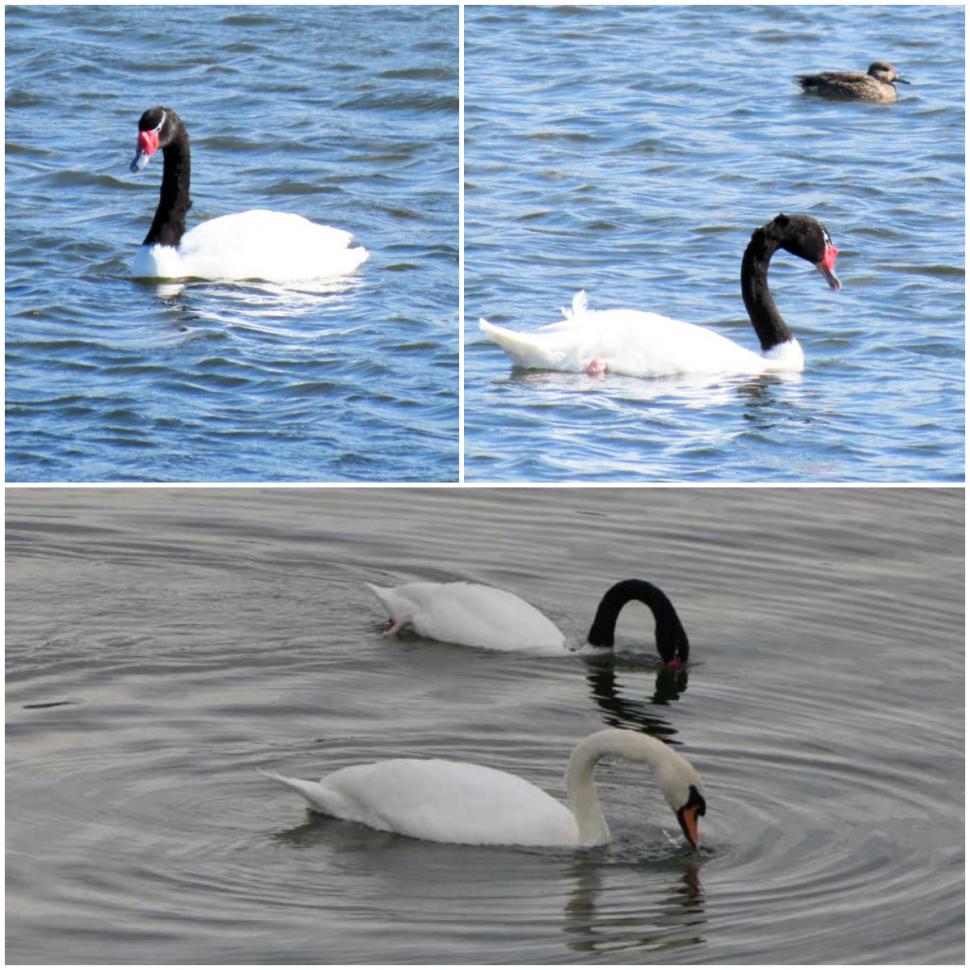 Imagini cu singura lebădă cu gât negru din România. Poate fi admirată pe râul Olt, în Râmnicu Vâlcea 1016135