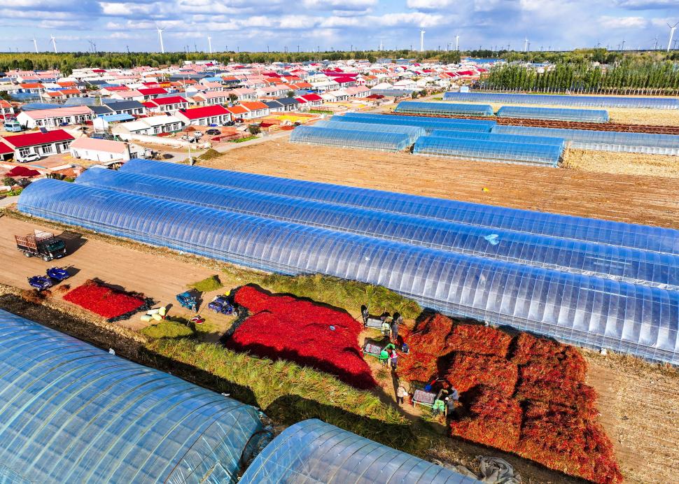 A început sezonul de recoltare a ardeilor iuți în China. Imagini spectaculoase din dronă cu grămezile colorate de chili 1016667