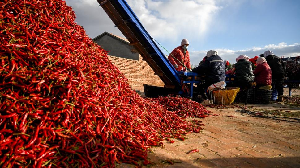 A început sezonul de recoltare a ardeilor iuți în China. Imagini spectaculoase din dronă cu grămezile colorate de chili 1016675