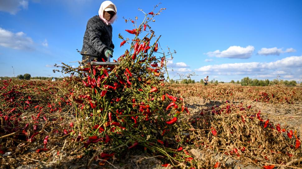 A început sezonul de recoltare a ardeilor iuți în China. Imagini spectaculoase din dronă cu grămezile colorate de chili 1016676