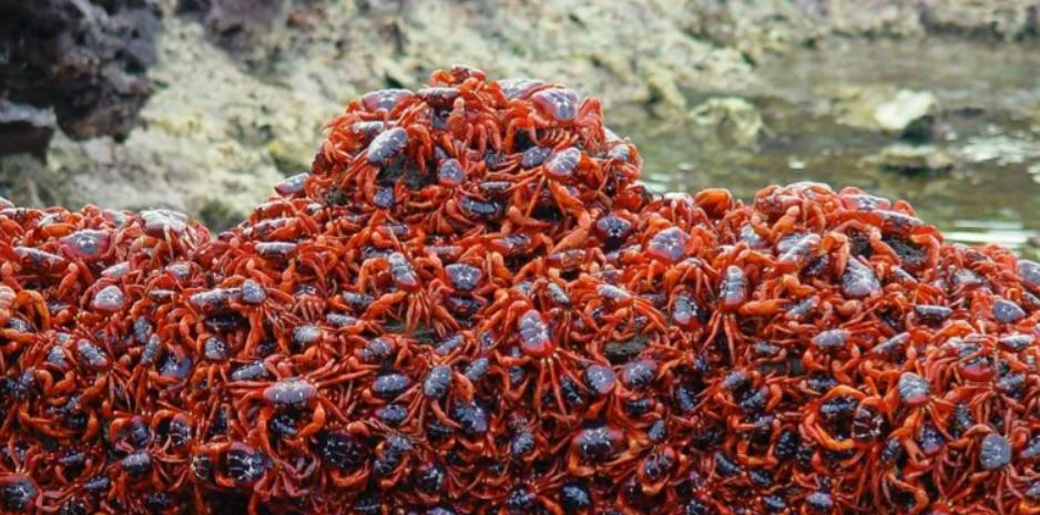 Pe o mică insulă cu 1.200 de oameni viața se oprește în loc pentru că 100 de milioane de crabi roșii și-au început migrația anuală 1017786