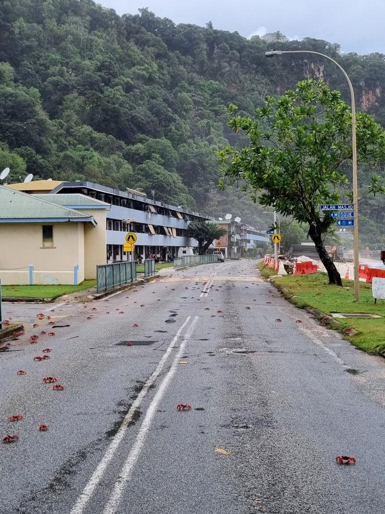 Pe o mică insulă cu 1.200 de oameni viața se oprește în loc pentru că 100 de milioane de crabi roșii și-au început migrația anuală 1017788