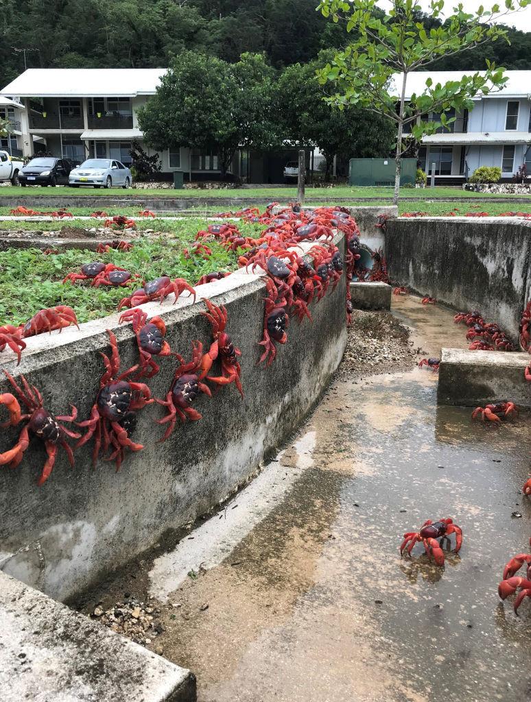 Pe o mică insulă cu 1.200 de oameni viața se oprește în loc pentru că 100 de milioane de crabi roșii și-au început migrația anuală 1017790