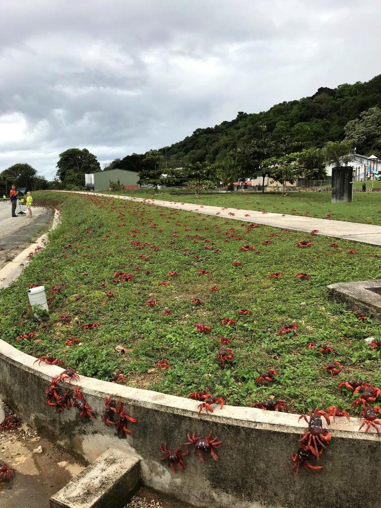 Pe o mică insulă cu 1.200 de oameni viața se oprește în loc pentru că 100 de milioane de crabi roșii și-au început migrația anuală 1017794