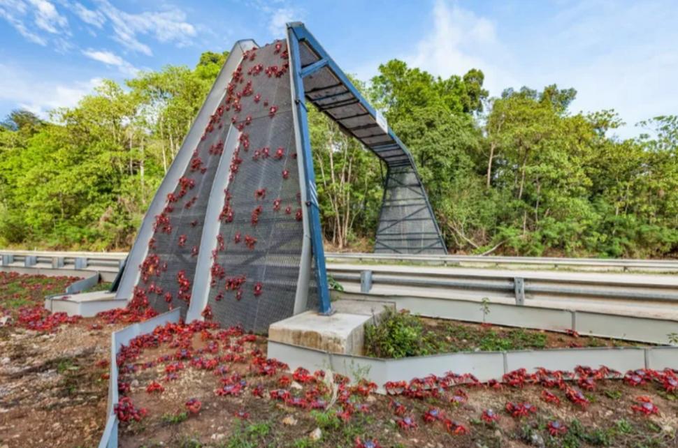 Pe o mică insulă cu 1.200 de oameni viața se oprește în loc pentru că 100 de milioane de crabi roșii și-au început migrația anuală 1017801