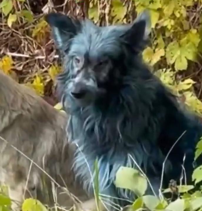 Misterul câinilor cu blană albastră care au apărut la Cernobîl: „Încercăm să-i prindem ca să aflăm ce se întâmplă”  1018986