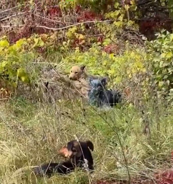 Misterul câinilor cu blană albastră care au apărut la Cernobîl: „Încercăm să-i prindem ca să aflăm ce se întâmplă”  1018988